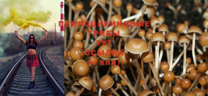 Псилоцибиновые грибы Psilocybe  Мамадыш 